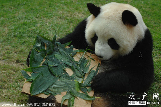 中央赠澳门大熊猫&ldquo;心心&rdquo;衰亡_央广网